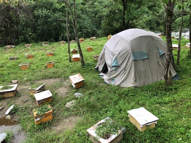 SB USA tent surrounded by beehive boxes